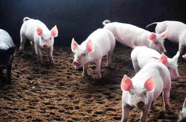 【替抗方案】關于飼料替抗的那些事