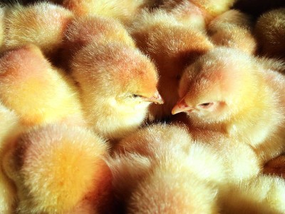 飼用抗生素替代品研究進展