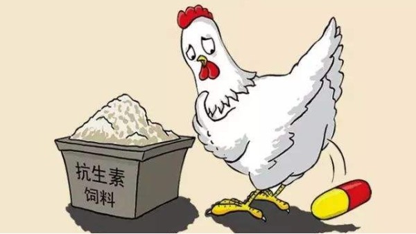 廠家飼料添加劑偷加禁用抗生素，導致上百噸雞蛋被銷毀
