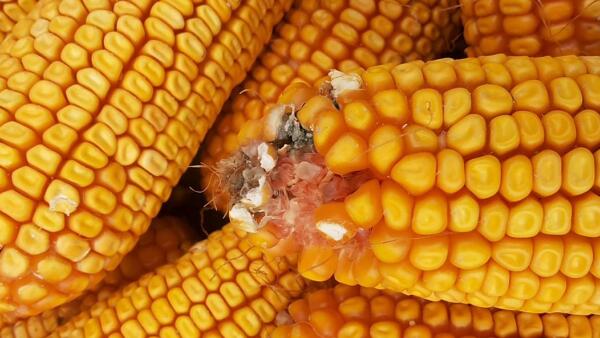 什么是霉菌毒素？飼料霉菌毒素污染怎么辦？
