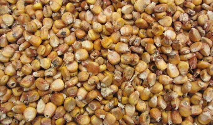 什么是霉菌毒素？飼料霉菌毒素污染怎么辦2