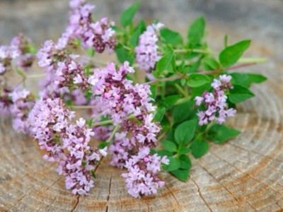 天然植物提取物替代飼用抗生素的應用研究進展
