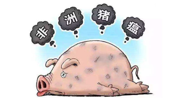 非洲豬瘟有疫苗了？謠傳！真相其實是……