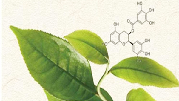 淺談植物多酚類(lèi)物質(zhì)的提取方法