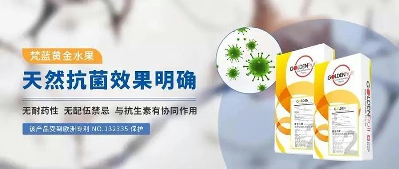 抗生素替代品植物精油成為研究熱點111