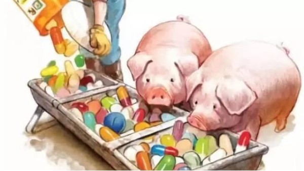 “飼料禁抗”迫在眉睫