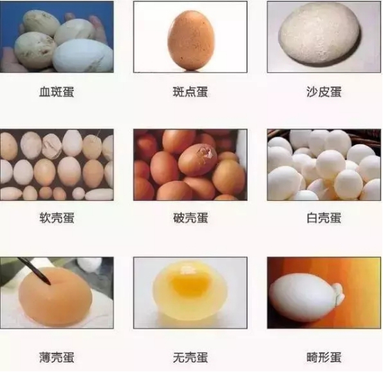 蛋雞輸卵管炎1