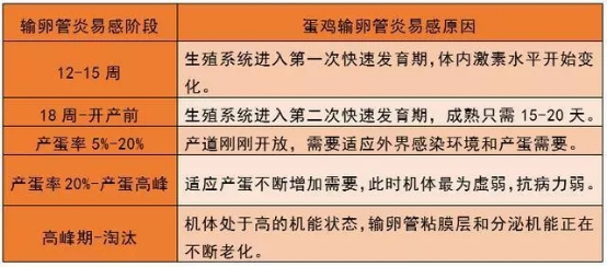 十天少賺七萬(wàn)？這個(gè)蛋雞高產(chǎn)殺手不容忽視！2