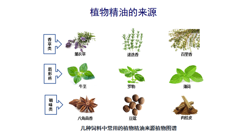 植物精油無抗養殖與動物腸道健康研究進展3