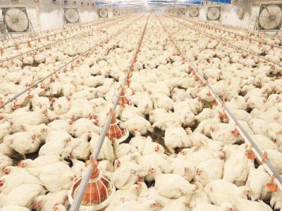 黃金水果對黃羽肉雞生產性能的影響研究