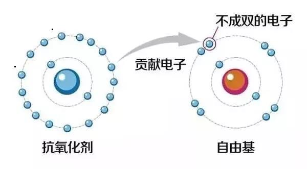 含植物精油飼料產(chǎn)品為什么讓畜禽生產(chǎn)性能更佳2