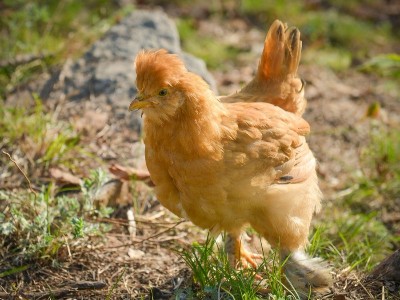 植物多酚對黃羽肉雞抗氧化性能、腸道形態及肉品質的影響