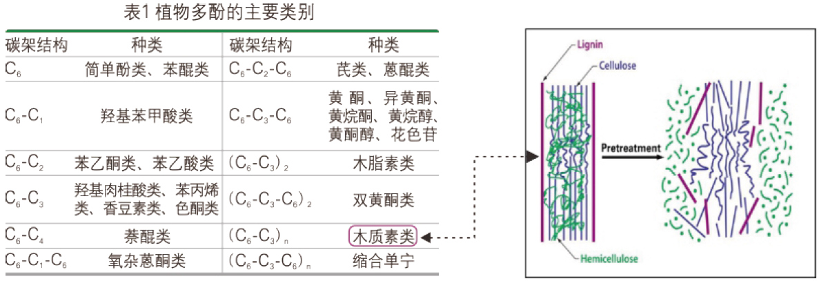 植物多酚的主要類別