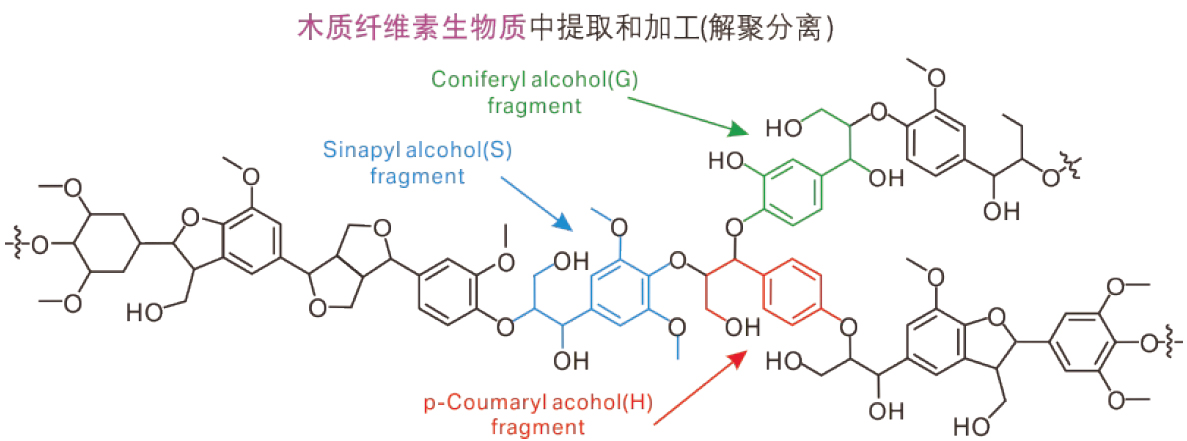 木質纖維素生物質中提取和加工（解聚分離）