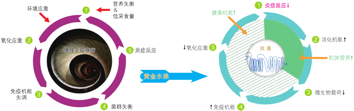植物精油-黃金水果功效圖