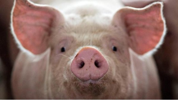 改善豬飼料適口性，想不長肉都難1