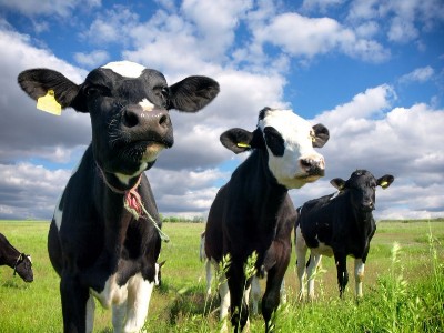 反芻動物飼用抗生素替代物研究進展