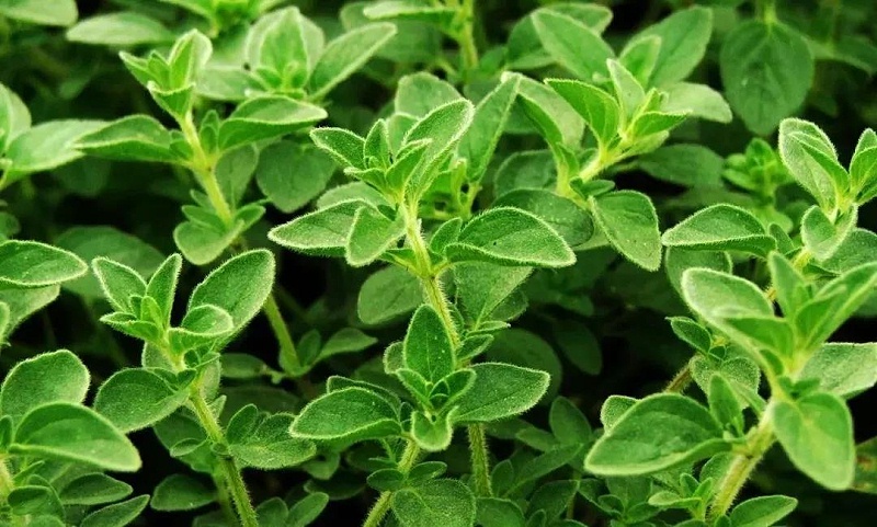 全面禁抗，再談替抗飼用植物精油1