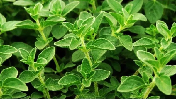 全面禁抗，再談替抗飼用植物精油