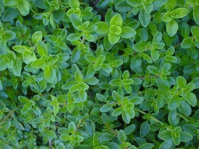 百里香酚對LPS誘導的子宮內(nèi)膜上皮細胞炎性反應的抗炎作用及機制