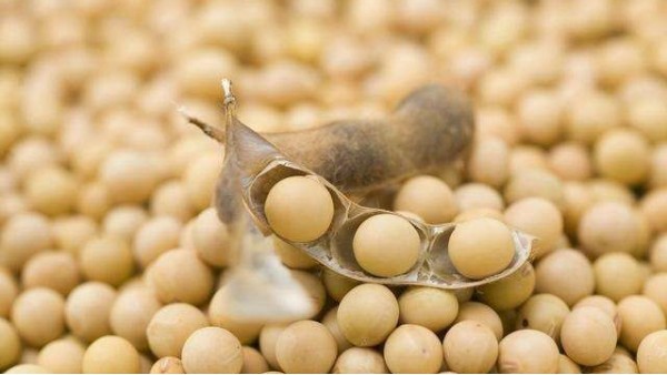 新冠疫情干擾大豆主產國，國內豆粕現貨供應偏緊