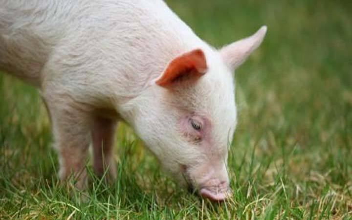 無抗豬綠色飼料添加劑大有可為2