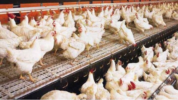 飼料無抗后，肉雞壞死性腸炎怎么預防