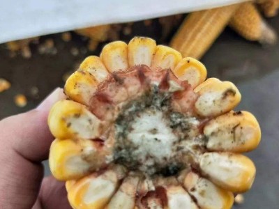 植物精油對飼料中霉菌抗菌效果的研究進展