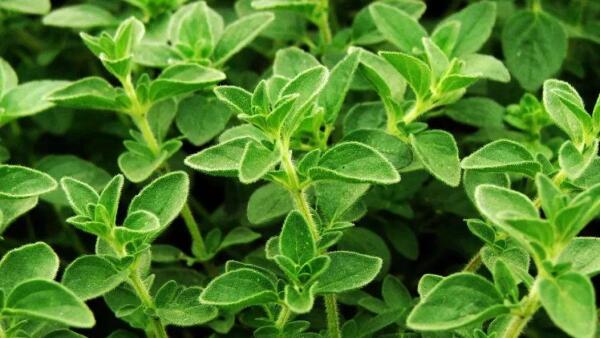 植物提取物牛至油在動物生長中的應用效果