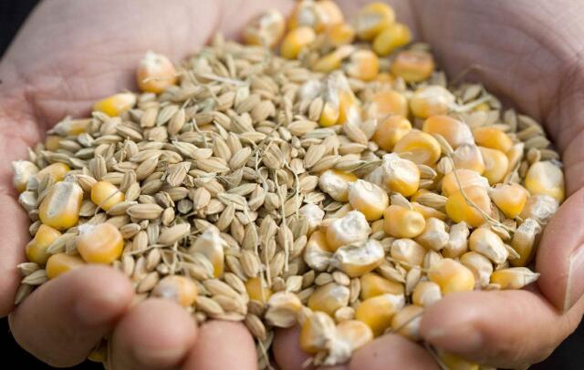 全球飼料樣品霉菌毒素超標高達73%！222