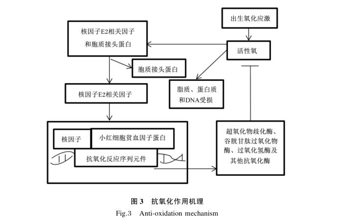 水解單寧酸的作用機制及其在畜禽生產中的應用進展3