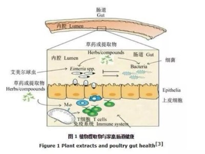 植物提取物對家禽腸道健康的調控及其作用機制