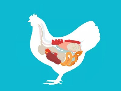非營養性因素對肉雞腸道健康的影響