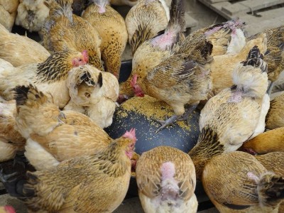 霉菌毒素吸附劑在動物飼料中應用的研究進展