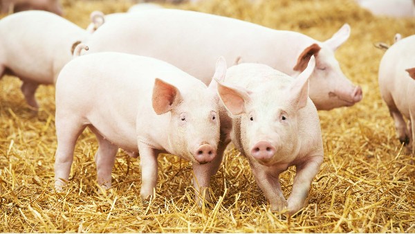 【替抗方案】植物精油作為飼料添加劑喂養豬和家禽取代抗生素生長劑