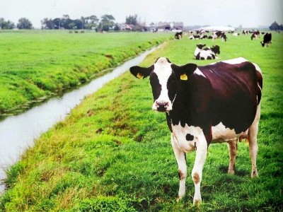 全混合日糧中添加牛至精油對泌乳期奶牛生產性能和蹄病發生率的影響