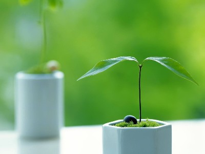 替抗生素綠色飼料添加劑應(yīng)用與發(fā)展