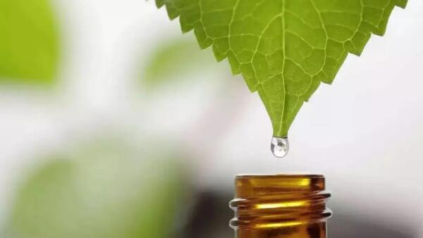 未來植物精油在發(fā)酵飼料中完全替代抗生素？