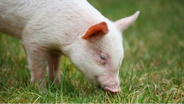 【營養替抗】四大對策改善豬飼料適口性