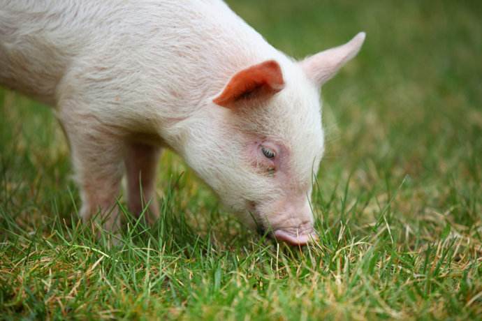 【營養替抗】四大對策改善豬飼料適口性