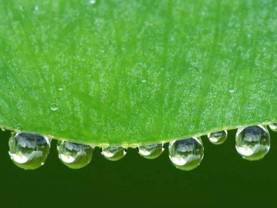 有機酸和植物精油對斷奶仔豬生長性能和腸道健康的影響