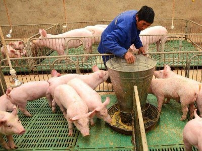 水解單寧酸替代部分氧化鋅在斷奶仔豬中預防腹瀉的應用及對生長性能的影響