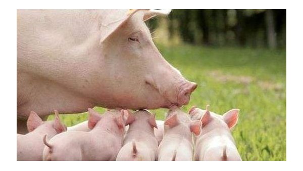 共識！飼料禁抗后，維護動物腸道健康是核心要務