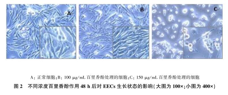 百里香酚對山羊子宮內膜上皮細胞的體外毒活性研究2