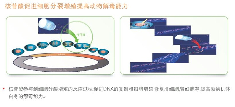 梵藍(lán)國(guó)際合作商系列之歐洲霉菌毒素吸附劑專家-瑞士?jī)?yōu)博特8