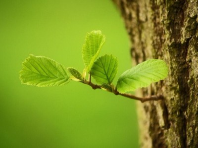 植物多酚抑菌活性、作用機理及應用研究進展