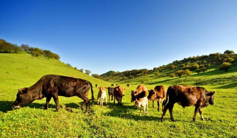 植物精油：歐盟飼料替抗應(yīng)用最普遍的功能性添加劑產(chǎn)品之一