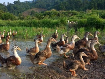 植物精油對山麻鴨產蛋性能、蛋品質和消化酶活性的影響