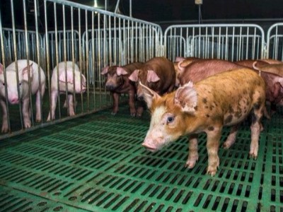 單寧酸作為抗生素替代品在動物生產中的潛力和挑戰