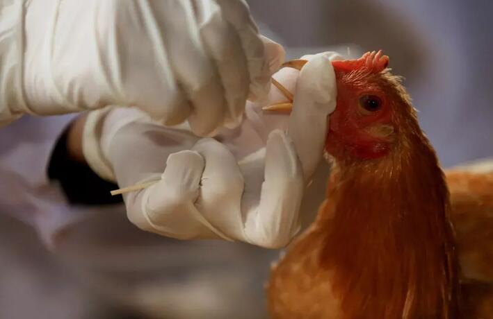 抗生素退出飼料添加劑，無抗養殖路在何方2